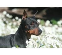 OZLHSP jigsaw board 500 pieces Doberman Animal 52x38cm