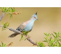 OZLHSP jigsaw board 500 pieces Dove Animal 52x38cm