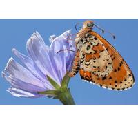 OZLHSP jigsaw board for 1000 pieces Butterfly Insect Animals 75x50cm