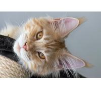 OZLHSP jigsaw board for 1000 pieces Maine Coon Animals 75x50cm