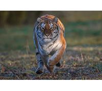 OZLHSP jigsaw board for 1500 pieces Tigers Animal 87x57cm