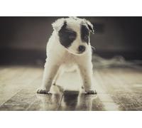 OZLHSP jigsaw board for 500 pieces Border Collie Puppies Animals 52x38cm