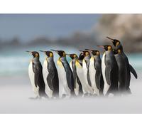 OZLHSP jigsaw board for 500 pieces Penguins King Penguin Animals 52x38cm