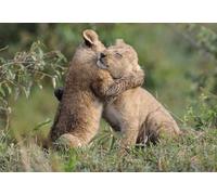 OZLHSP jigsaw christmas 1000 piece Lions Big Cats Cubs Animals 75x50cm