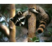 OZLHSP jigsaw christmas 1000 piece Raccoons Animal 75x50cm