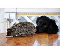 OZLHSP jigsaw christmas 1500 piece Hedgehog Animal 87x57cm