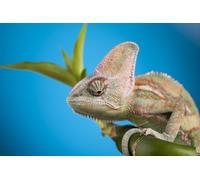OZLHSP jigsaw christmas 500 piece Chameleon Reptiles 52x38cm