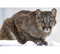 OZLHSP jigsaw for 1000 piece Cougars Animal 75x50cm