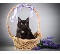 OZLHSP jigsaw for 1500 piece Kitten Cats 87x57cm