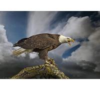 OZLHSP jigsaw for 500 piece Bald Eagle Eagles Hawk Animals 52x38cm