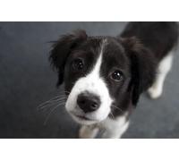 OZLHSP jigsaw for 500 piece Border Collie Puppies Animals 52x38cm