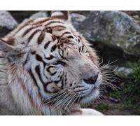 OZLHSP jigsaw for adults 1000 pieces Tigers Big Cats Bengal 75x50cm