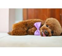 OZLHSP jigsaw for adults 500 pieces Animals Poodle Bow Tie 52x38cm