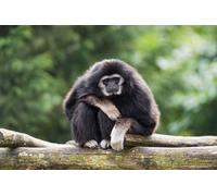 OZLHSP jigsaw for adults 500 pieces Monkey Animal 52x38cm