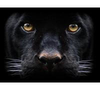 OZLHSP jigsaw for adults 500 pieces Panther Big Cats Animal 52x38cm