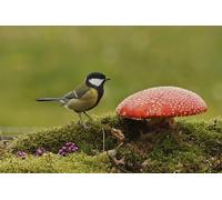 OZLHSP jigsaw puzzle 1000 piece Animal Tit Fly agaric Mushrooms Tits 75x50cm