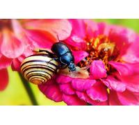 OZLHSP jigsaw puzzle 1000 piece Beetles Snails Animal 75x50cm