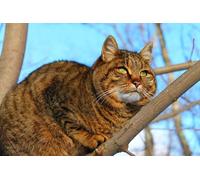 OZLHSP jigsaw puzzle 1000 piece Cats Fat Animals 75x50cm