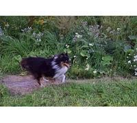 OZLHSP jigsaw puzzle 1000 piece Shetland Sheepdog Animal 75x50cm