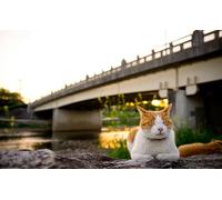 OZLHSP jigsaw puzzle 1500 Cats Happy Animals 87x57cm