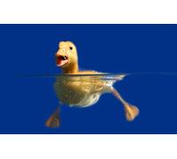 OZLHSP jigsaw puzzle 1500 piece Duck Animals 87x57cm