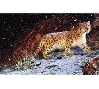 OZLHSP jigsaw puzzle 1500 piece Irbis Big Cats Animal 87x57cm