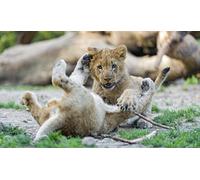 OZLHSP jigsaw puzzle 1500 piece Lions 87x57cm