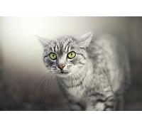 OZLHSP jigsaw puzzle 1500 pieces Cats Animals 87x57cm