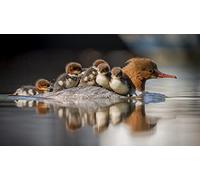 OZLHSP jigsaw puzzle 1500 pieces Duck Chick Animals 87x57cm