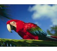 OZLHSP jigsaw puzzle 500 piece Animals Parrots Macaw 52x38cm