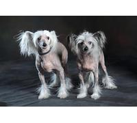 OZLHSP jigsaw puzzle 500 piece Chinese Crested Animals 52x38cm