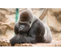 OZLHSP jigsaw puzzle 500 piece Monkeys Gorilla Animals 52x38cm