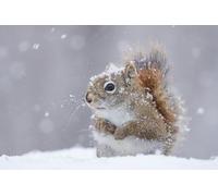 OZLHSP jigsaw puzzle 500 piece Squirrel Animal 52x38cm