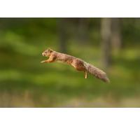 OZLHSP jigsaw puzzle 500 piece Squirrel Animals 52x38cm