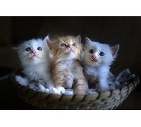 OZLHSP jigsaw puzzle 500 pieces Kitten Cats Animal 52x38cm