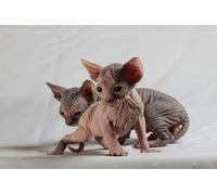 OZLHSP jigsaw puzzle 500 pieces Kittens Sphynx Animals 52x38cm
