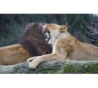 OZLHSP jigsaw puzzle 500 pieces Lions Animals 52x38cm