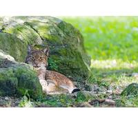 OZLHSP jigsaw puzzle 500 pieces Lynxes Big Animals 52x38cm
