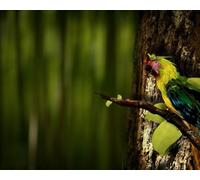 OZLHSP jigsaw puzzle 500 pieces Parrots Animal 52x38cm