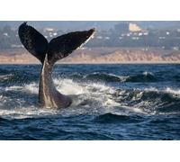 OZLHSP jigsaw puzzle 500 pieces Whales Waves Animals 52x38cm