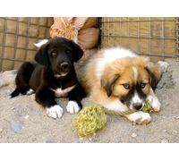 OZLHSP jigsaw puzzle board 1500 pieces Puppy Borzoi Afghan Kuchi Dog 87x57cm