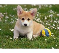 OZLHSP jigsaw puzzle board 1500 pieces Welsh Corgi Puppy Animal 87x57cm