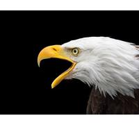 OZLHSP jigsaw puzzle board 500 pieces Bald Eagle Animals 52x38cm