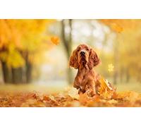 OZLHSP jigsaw puzzle board 500 pieces Cocker Spaniel 52x38cm