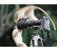 OZLHSP jigsaw puzzle board 500 pieces Monkey Animals 52x38cm