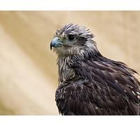 OZLHSP jigsaw puzzle boards 1500 piece Falcon Animals 87x57cm