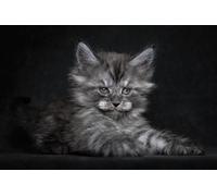 OZLHSP jigsaw puzzle boards 1500 piece Maine Coon Kittens Animals 87x57cm