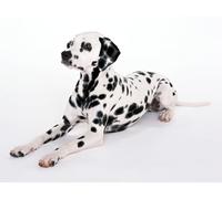 OZLHSP jigsaw puzzle boards 500 piece Dalmatian Animals 52x38cm