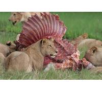 OZLHSP jigsaw puzzle boards 500 piece Lion Big Cats Animal 52x38cm
