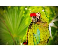 OZLHSP jigsaw puzzle boards 500 piece Macaw Parrots Militaris Animal 52x38cm